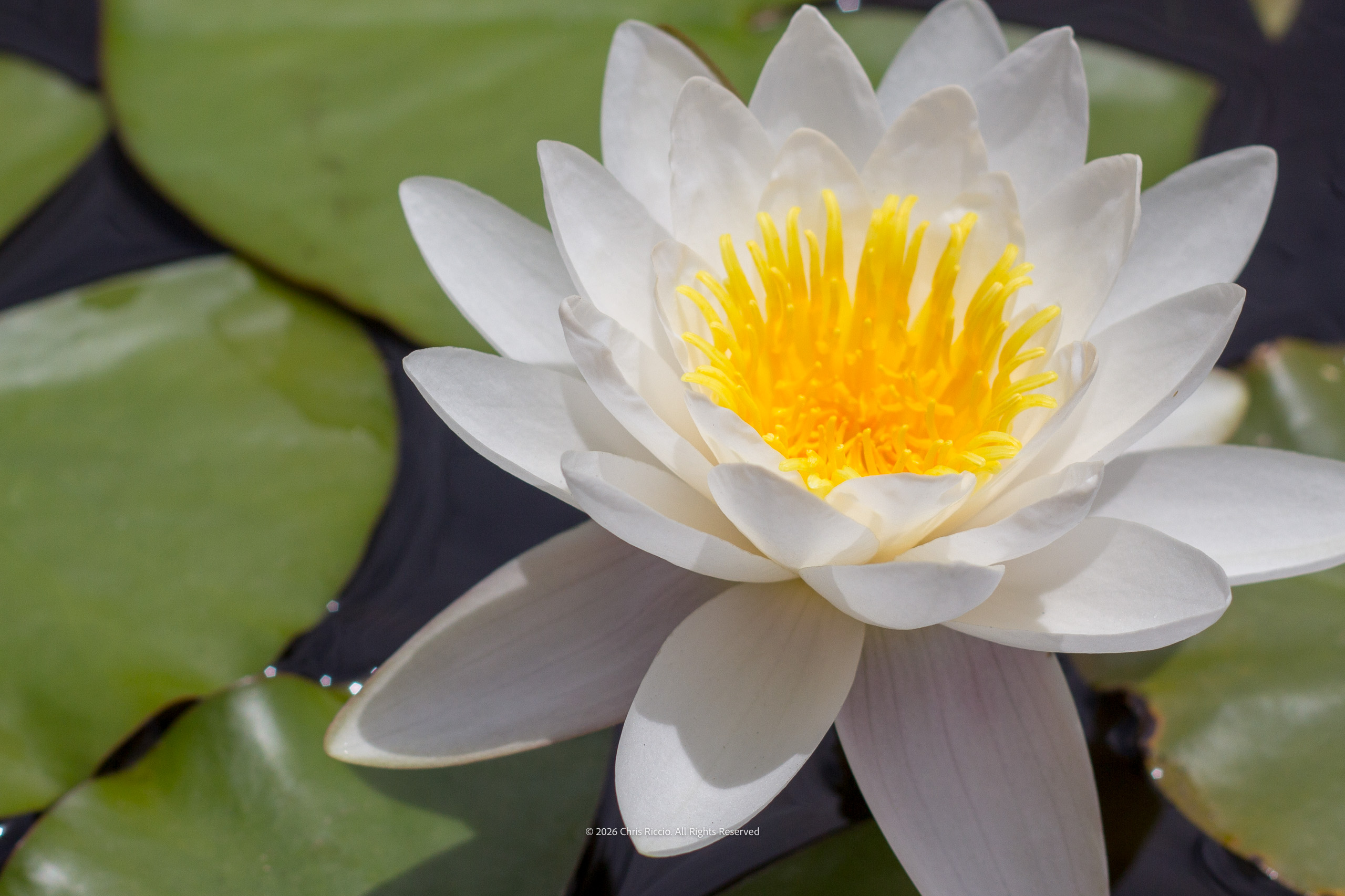 White Water Lily
